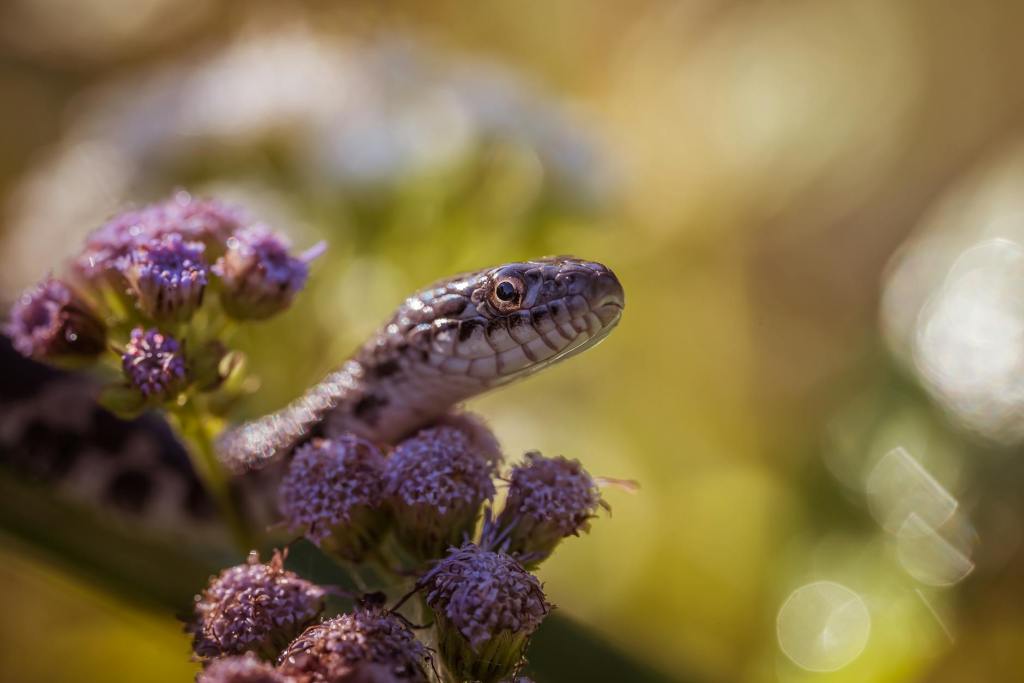 Church: Trample on the Adder Day 5 of&nbsp;5