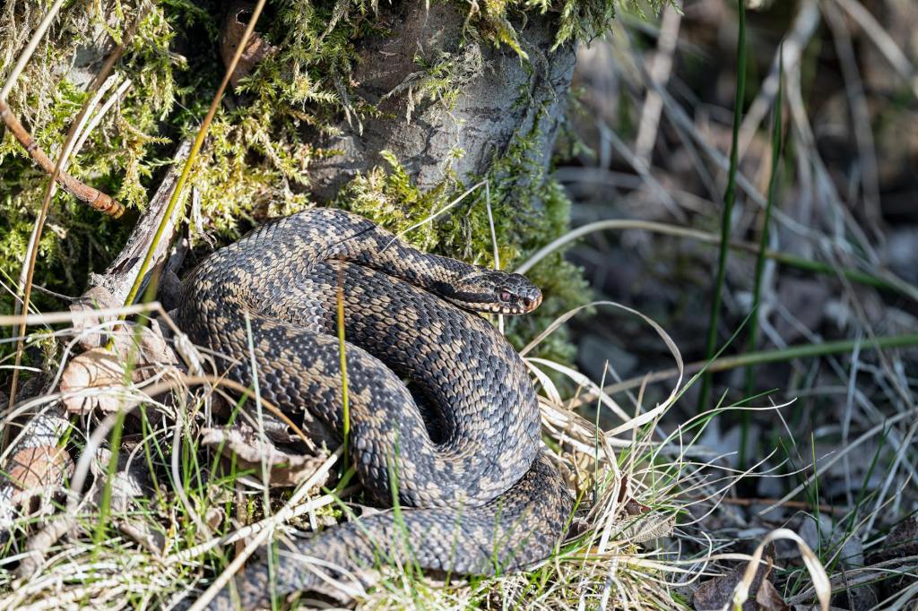 Church: Trample on the Adder Day 2 of&nbsp;5