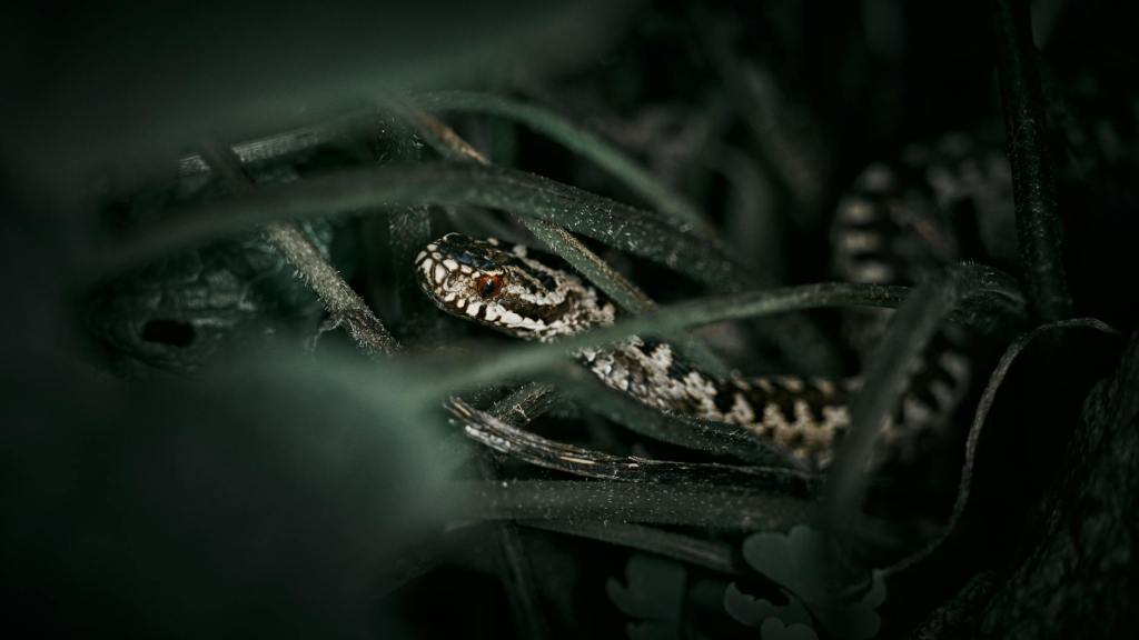 Church: Trample on the Adder Day 4 of&nbsp;5